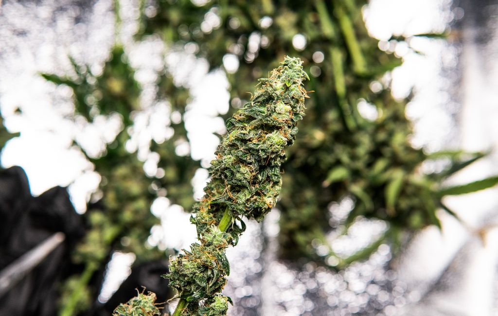 Complete THCa Flower Smoking Guide