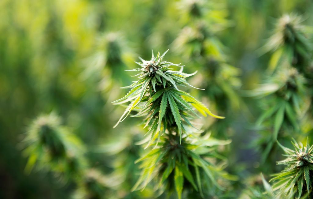 Exploring THCa Flower Vaping Benefits
